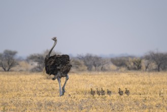 African ostrich (Struthio camelus), adult female with six young animals, chicks, animal family,