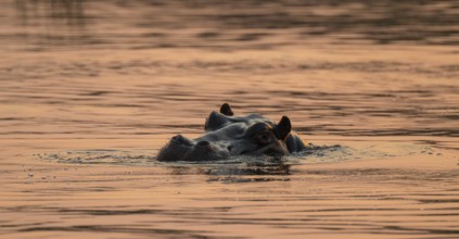 Evening mood, hippo (Hippopotamus amphibius) in the Okavango Delta, Botswana