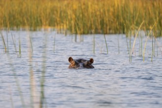 Hippo (Hippopotamus amphibius) in the Okavango Delta, Botswana