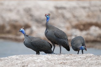 Helmet guinea fowl (Numida meleagris), swarm at the waterhole, Nxai Pan National Park, Botswana