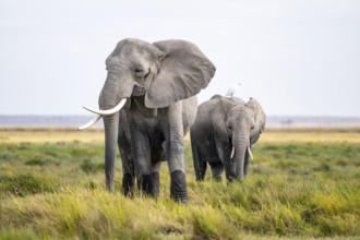 African elephant (Loxodonta africana), Amboseli National Park, Rift Valley Province, Kenya