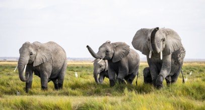 Four African elephants (Loxodonta africana), active, trumpets and aggression, Amboseli National