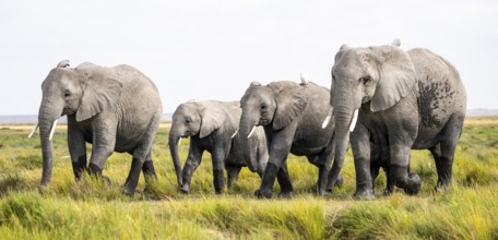 Animal Herd, African Elephant (Loxodonta africana), Amboseli National Park, Rift Valley Province,