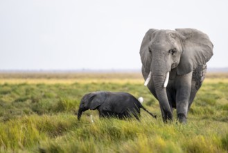 African elephant (Loxodonta africana), mother and young in Amboseli National Park, Rift Valley