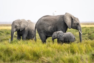 Animal Family, African Elephant (Loxodonta africana), Amboseli National Park, Rift Valley Province,
