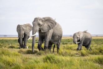 Three African elephants (Loxodonta africana), herons on their backs, Amboseli National Park, Rift