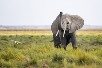 African elephant (Loxodonta africana), aggression, herd of young animals in Amboseli National Park,
