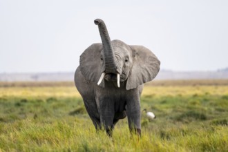 African elephant (Loxodonta africana), aggression or smell, herd of young animals in Amboseli