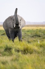 African elephant (Loxodonta africana), aggression or smell, herd of young animals in Amboseli