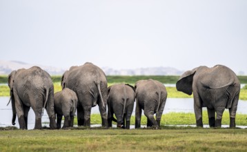 Funny, herd standing in line at water and drinking, African elephant (Loxodonta africana), Amboseli