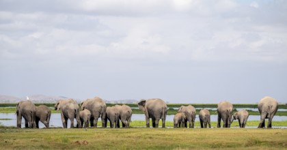 Herd standing in line at water drinking, African elephant (Loxodonta africana), Amboseli National