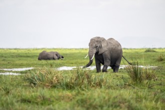 African elephant (Loxodonta africana), Amboseli National Park, Rift Valley Province, Kenya