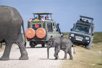African elephants (Loxodonta africana) crossing the road, back safari jeep, young animal, Amboseli