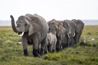 Herd walks in line, trunk raised, African elephant (Loxodonta africana), Amboseli National Park,