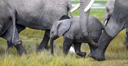 African elephant (Loxodonta africana) with baby, young and dam, Amboseli National Park, Rift Valley