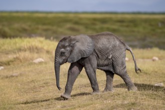 African elephant (Loxodonta africana), baby, young animal, Amboseli National Park, Rift Valley