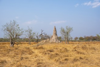 Large termite hill, Moremi Game Reserve, Botswana