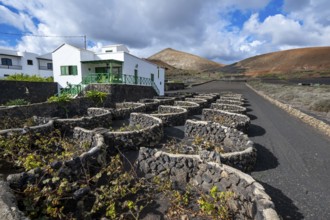 Typical white house between volcanic landscape, traditional wine-growing on Lapilli, Lanzarote,
