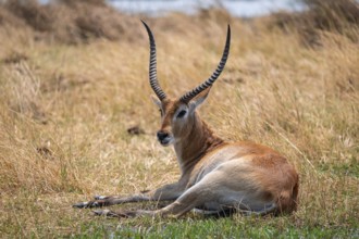 Letschwe or litchi bog antelope (Kobus leche), adult male, in tall dry grass, Okavango Delta,