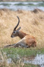 Letschwe or litchi bog antelope (Kobus leche), adult male, in tall dry grass, Okavango Delta,
