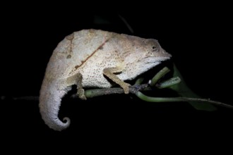 Zomba dwarf chameleon (Rieppeleon brachyurus), white chameleon on a branch at night, Amani Nature