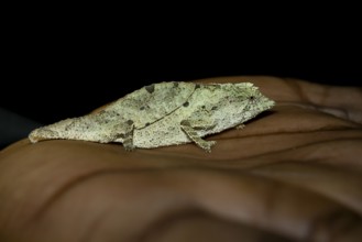 Zomba dwarf chameleon (Rieppeleon brachyurus), white chameleon on one hand, Amani Nature Forest