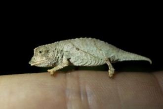 Zomba dwarf chameleon (Rieppeleon brachyurus), white chameleon on a finger at night, Amani Nature