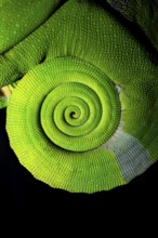 Detail of tail, squishy bihorn chameleon (Kinyongia squiei), adult male, chameleon on a branch at