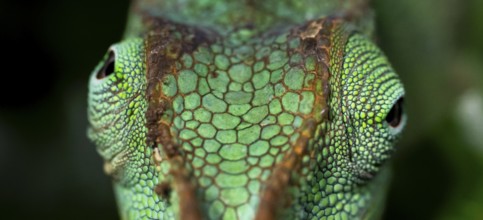 Animal portrait, squishy bihorned chameleon (Kinyongia matschiei), juvenile male, chameleon on a