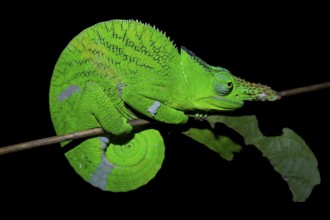 Squishy bihorn chameleon (Kinyongia matschiei), adult male, chameleon on a branch at night, Amani