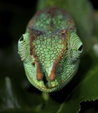 Animal portrait, squishy bihorned chameleon (Kinyongia matschiei), juvenile male, chameleon on a