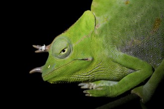 Usambara three-horned chameleon (Trioceros deremensis), chameleon on a branch at night, Amani