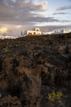Black coast of volcanic rocks behind typical white houses of the village of La Santa, at sunset,