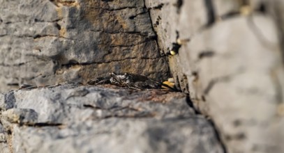 Red rock crab (Grapsus adscensionis), black young on a volcanic rock, coast, La Santa, Lanzarote,