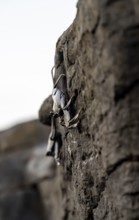 Red rock crab (Grapsus adscensionis), black young on a volcanic rock, coast, La Santa, Lanzarote,