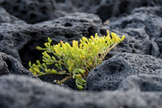 Small green succulent plant growing among lava rocks on the coast, Lanzarote, Canary Islands, Spain