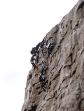 Red rock crabs (Grapsus adscensionis), black cubs on a volcanic rock, coast, La Santa, Lanzarote,