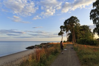 Coastal landscape with beach and hiking trail along the shore, summer walkers, pine trees, sunset,