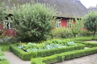 Half-timbered red house with thatched roof by an older kitchen garden with boxwood hedges in Den