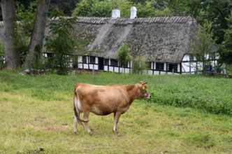 Brown cow in front of older half-timbered house with thatched roof in Den gamle by, The old
