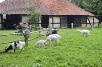 Grazing goats in front of older half-timbered houses with tiled roofs in gamle by, The old village,
