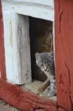 Gray kitten looks out through an opening in a half-timbered wall in Den gamle by, The old village,