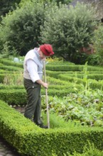 Man working in kitchen garden with boxwood hedges in Den gamle by, The old village, open air museum