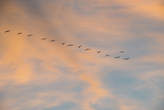 A series of cranes (Grus grus) or gray crane or Eurasian crane flies at sunset in abbreviated V