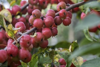 Ornamental apple tree (Malus spec.), with fruits, Münsterland, North Rhine-Westphalia, Germany