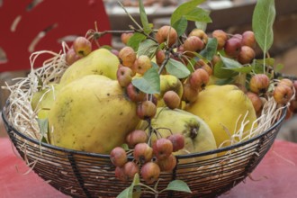Metal bowl with quinces and ornamental apples, Münsterland, North Rhine-Westphalia, Germany