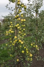 Apple tree (Malus domestica) with fruits, Münsterland, North Rhine-Westphalia, Germany