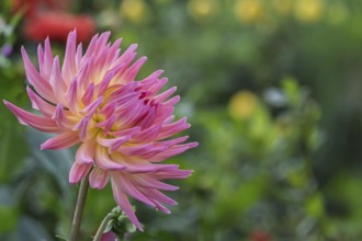 Dahlia (Dahlia), Münsterland, North Rhine-Westphalia, Germany
