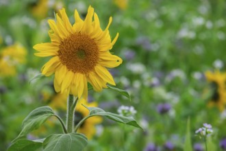 Sunflower (Helianthus annuus) in a field with green manure, Münsterland, North Rhine-Westphalia,