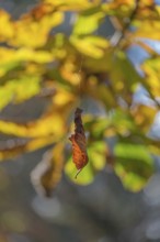 Wilted leaf in autumn hangs on a thread, Münsterland, North Rhine-Westphalia, Germany